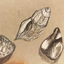 Load image into Gallery viewer, Observational drawings of shells and stones