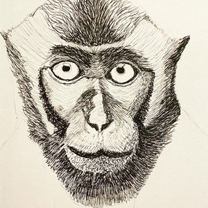 Detailed fineliner illustration of a monkey