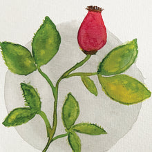 Load image into Gallery viewer, Rosehip watercolour painting

