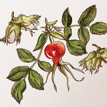Load image into Gallery viewer, Rosehip and hazel watercolour and ink painting
