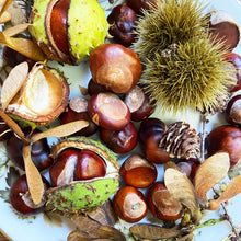 Load image into Gallery viewer, Assorted conkers and chestnuts on a white plate
