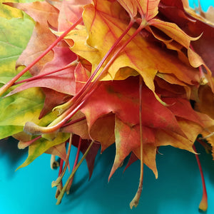 Close-up of autumn leaves with a blue background