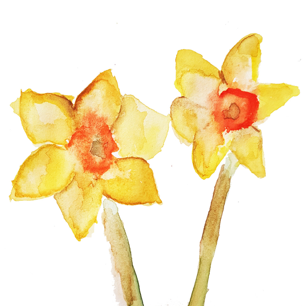 Watercolour daffodil painting