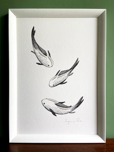 Three hikarimuji koi in a white frame with green wall background and standing on a wooden surface. 