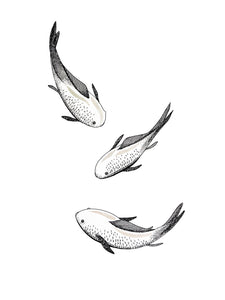 Three hikarimuji koi.