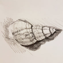 Load image into Gallery viewer, Observational graphite drawing of a shell
